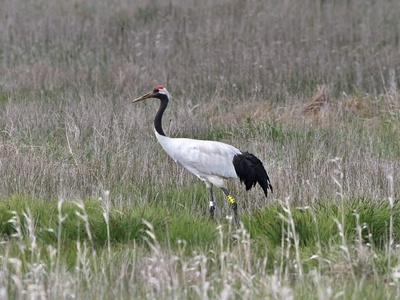 Red-crowned Crane