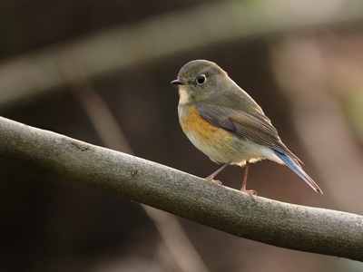 Red-flanked Bluetail