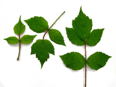 Red-flowered Raspberry