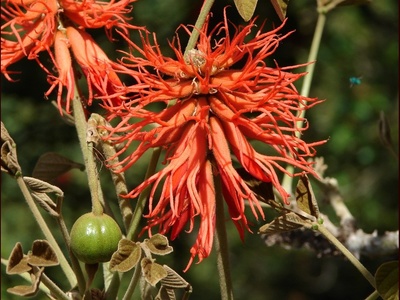 Red-hot Poker Tree