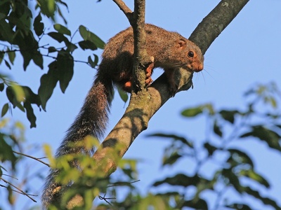 Red-legged Sun Squirrel