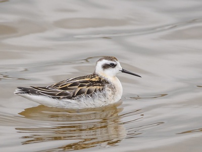 Red-necked Phalarope