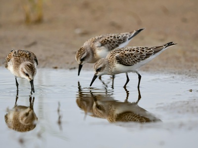 Red-necked Stint