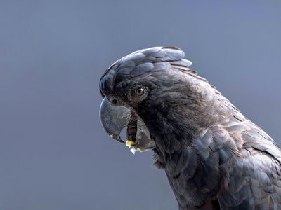 Red-tailed Black Cockatoo