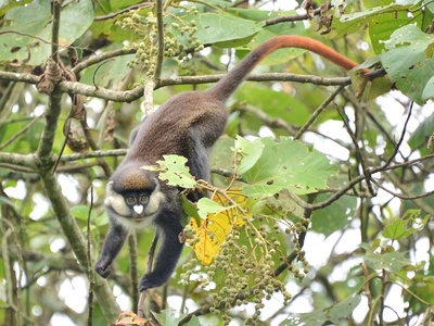 Red-tailed Monkey