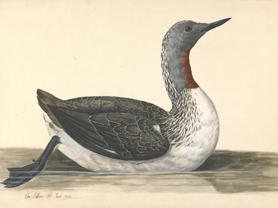 Red-throated Diver