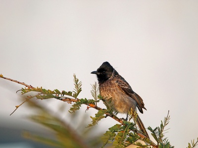 Red-vented Bulbul