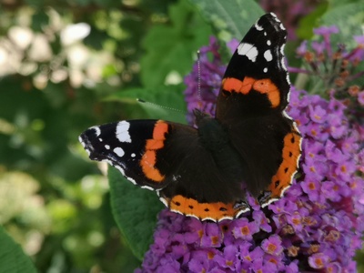 Red Admiral