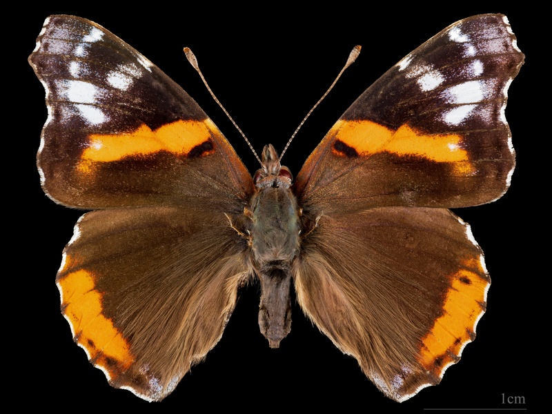 Temperate Forest Insects List - Flora Fauna Fun