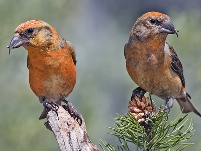 Red Crossbill
