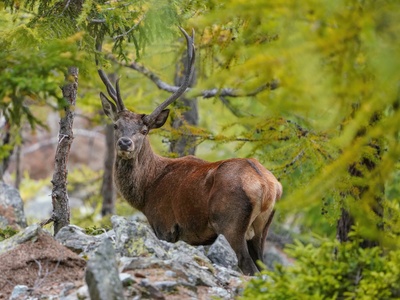 Red deer