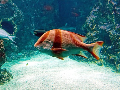 Red emperor snapper
