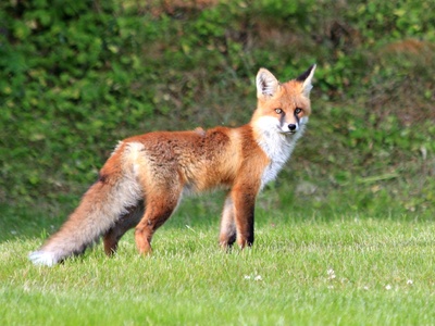Red Fox