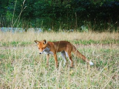 Red fox (liška obecná)