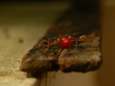 Red imported fire ant (hormiga de fuego)