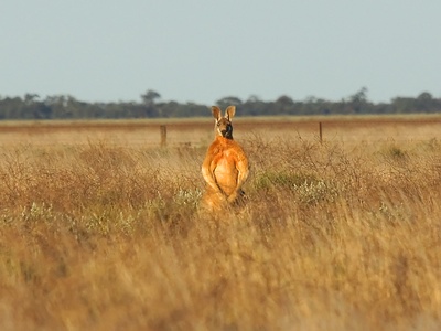 Red kangaroo