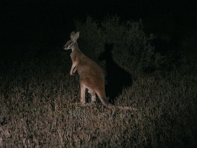 Red kangaroo