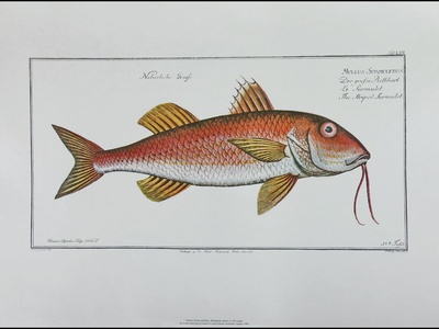 Red mullet