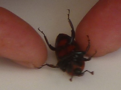 Red palm weevil