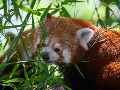 Red Panda