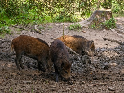 Red river hog