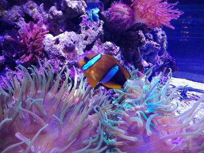 Red Sea clownfish