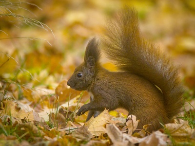Red Squirrel