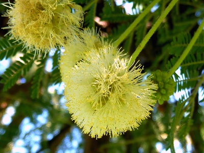 Red thorn acacia