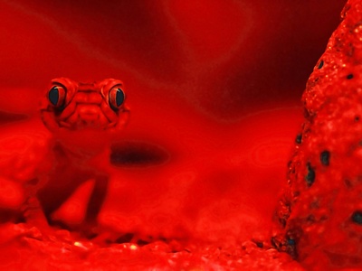 Red Toad