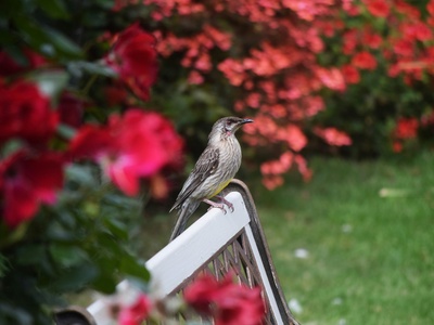 Red Wattlebird