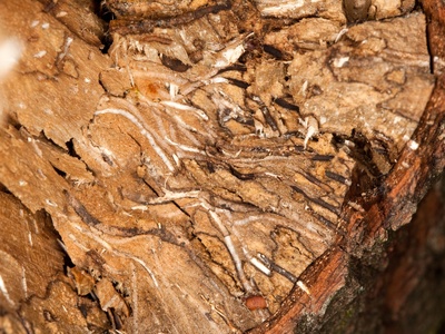 Redbay ambrosia beetle