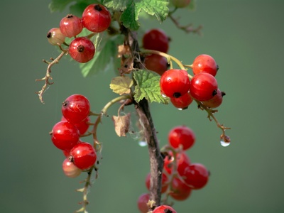 Redcurrant