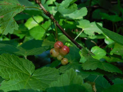 Redcurrant