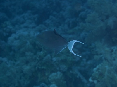 Redtoothed triggerfish