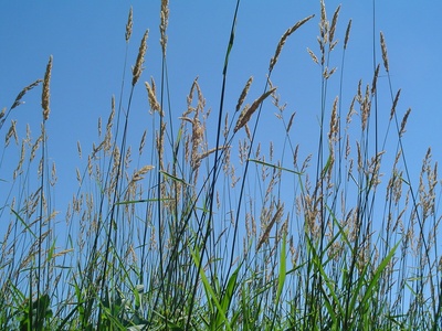 Reed canary grass