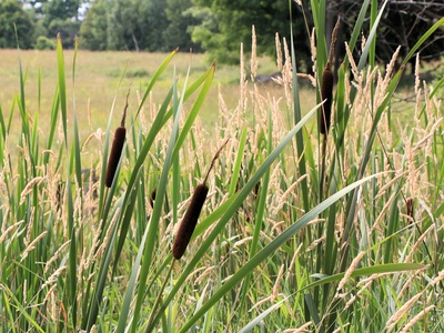 Reed canarygrass