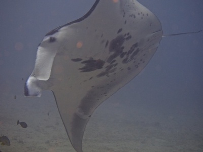 Reef Manta