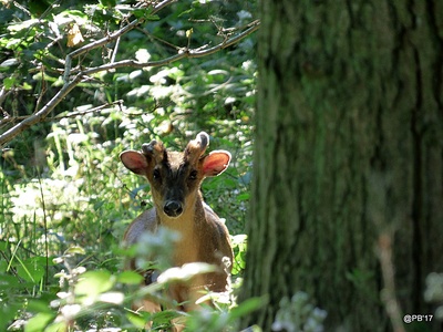 Reeve's Muntjac