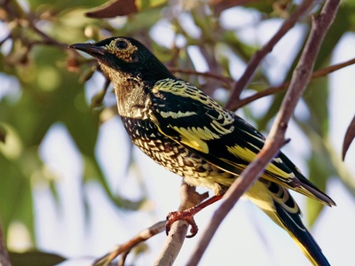 Regent Honeyeater