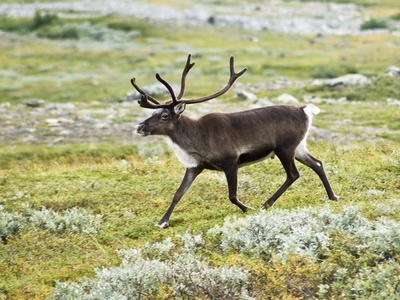 Reindeer (Caribou)
