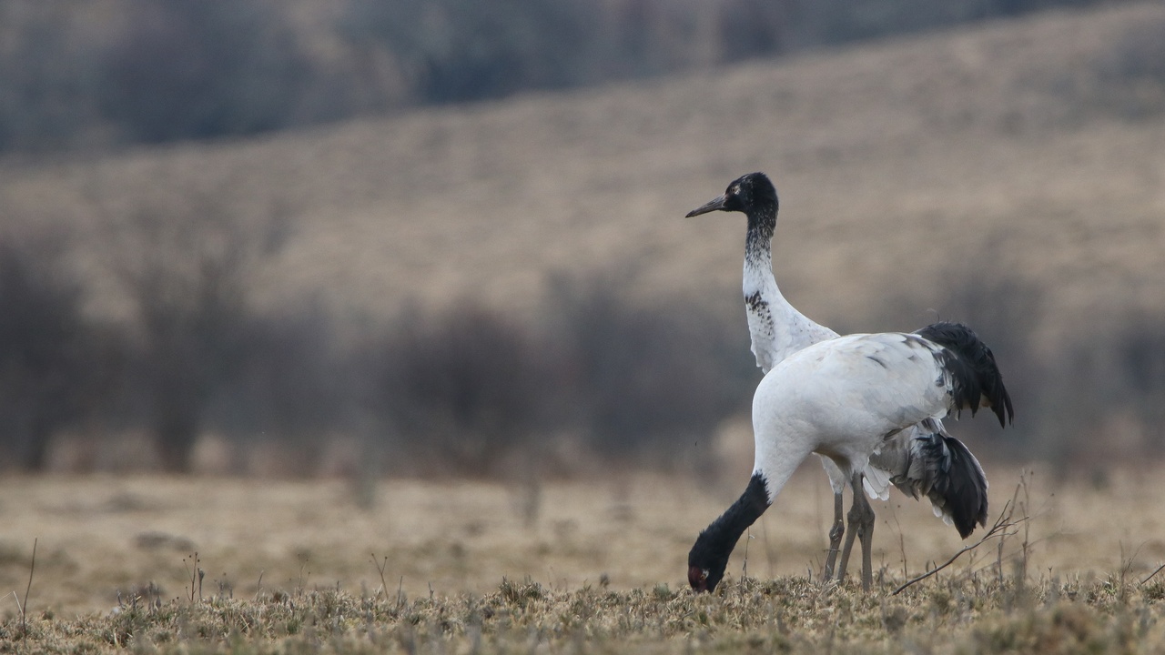Black-necked cranes gathered on a frosted wetland in a glacial valley, with local villagers observing from a distance