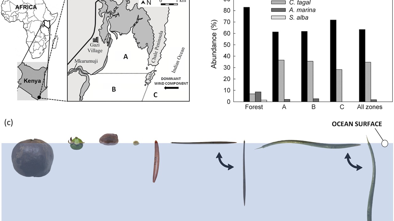 Buoyant mangrove propagules floating on water ready for dispersal
