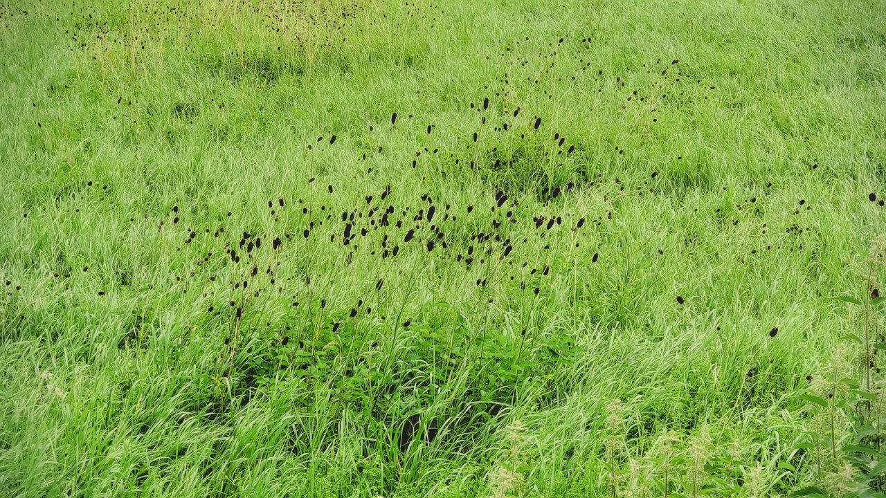 Dense duckweed mats floating on a pond and water hyacinth covering a shoreline, illustrating colony formation and invasion