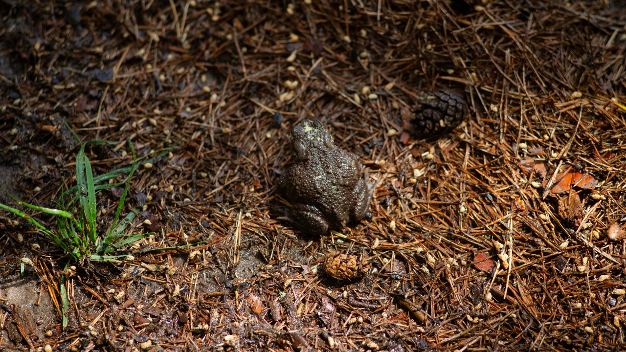 Mallorcan midwife toad habitat in the Tramuntana mountains