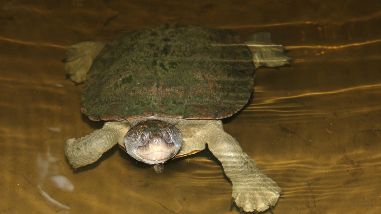 A box turtle partly buried in leaf litter illustrating brumation behavior