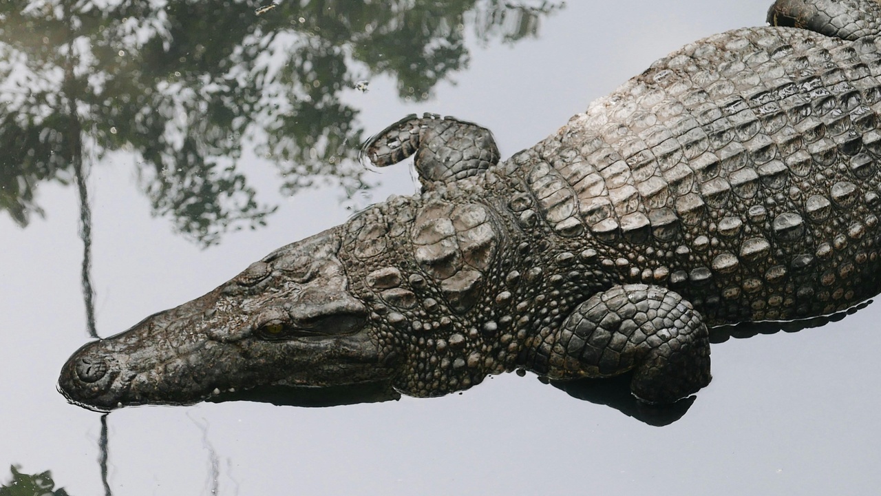 Mangrove creek with a basking crocodile and coastal vegetation