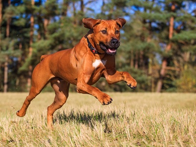 Rhodesian Ridgeback