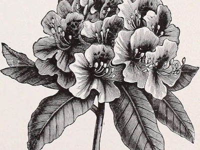 Rhododendron (Pink varieties)