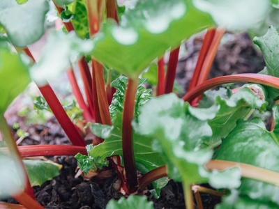 Rhubarb
