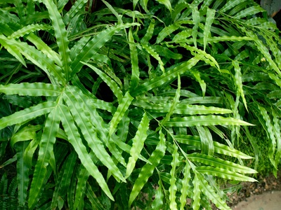 Ribbon fern
